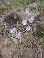 Phacelia linearis