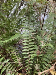 Polystichum braunii