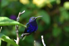 Campylopterus hemileucurus