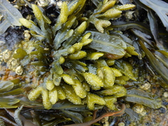 Fucus distichus