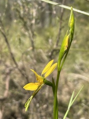 Diuris aurea