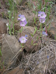 Phacelia linearis