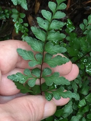 Lindsaea trichomanoides