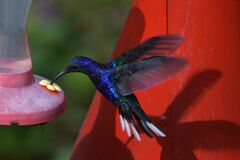 Campylopterus hemileucurus