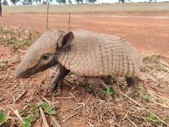 Euphractus sexcinctus