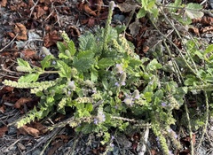 Verbena lasiostachys