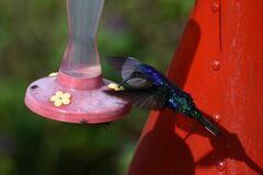 Campylopterus hemileucurus