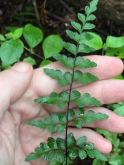 Lindsaea trichomanoides