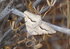 Frederickia s-signata