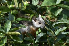 Sciurus variegatoides