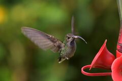 Campylopterus hemileucurus