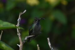 Campylopterus hemileucurus