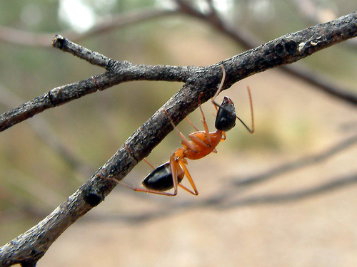 Banded Sugar Ant