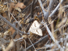 Frederickia s-signata