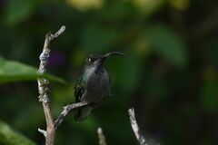 Campylopterus hemileucurus