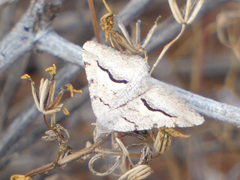 Frederickia s-signata