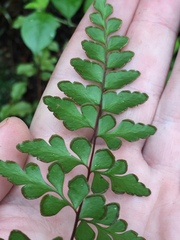 Lindsaea trichomanoides