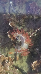 Coryphella trilineata