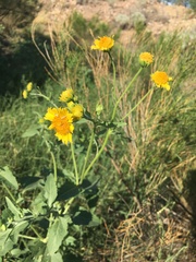 Verbesina encelioides