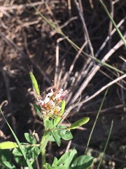 Polanisia dodecandra