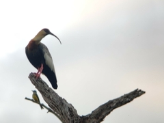 Theristicus caudatus