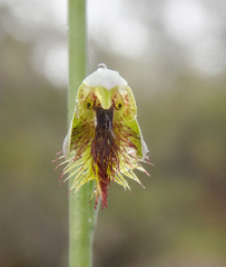 Calochilus campestris