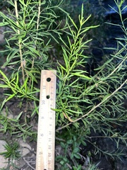 Baccharis neglecta