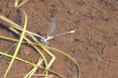 Lestes disjunctus