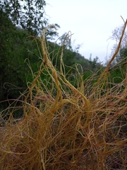 Cuscuta