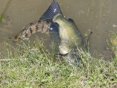 Black Bullhead, Missouri City, TX, USA, photo 9 of 10