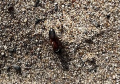 Camponotus vicinus