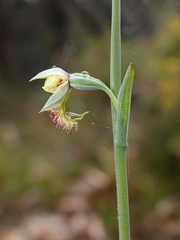 Calochilus campestris