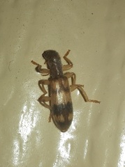Cymatodera balteata
