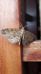 Melanolophia signataria