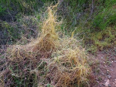 Cuscuta
