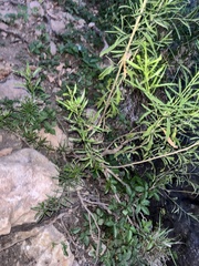 Baccharis neglecta
