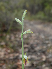 Calochilus campestris