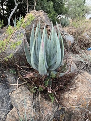 Aloe gerstneri