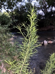 Baccharis neglecta