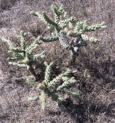 Cylindropuntia prolifera