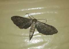 Protoproutia laredoata