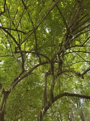 Parmentiera cereifera