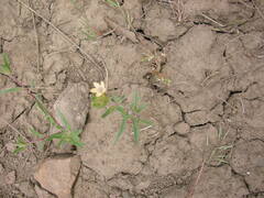 Collomia grandiflora