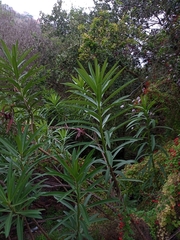 Lobelia excelsa