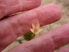 Collomia grandiflora