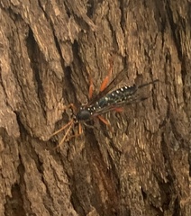 Echthromorpha intricatoria