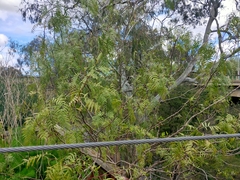 Ficus carica