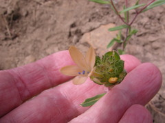 Collomia grandiflora