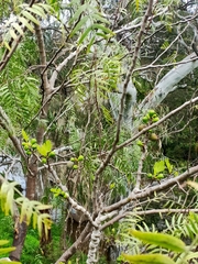 Ficus carica