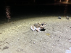 Platyplectrum ornatum